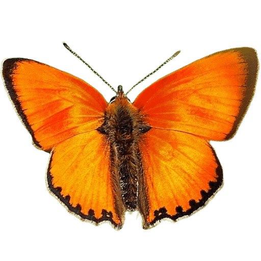 A.H.